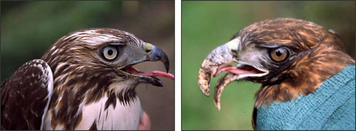 Left: A red-tailed hawk with a normal beak. Right: A red-tailed hawk with a long-billed deformity.