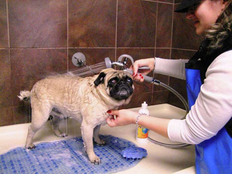 pug spa