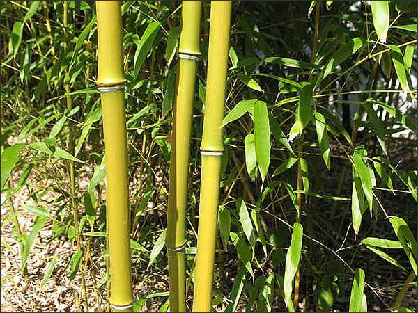 Don't be scared away from bamboo