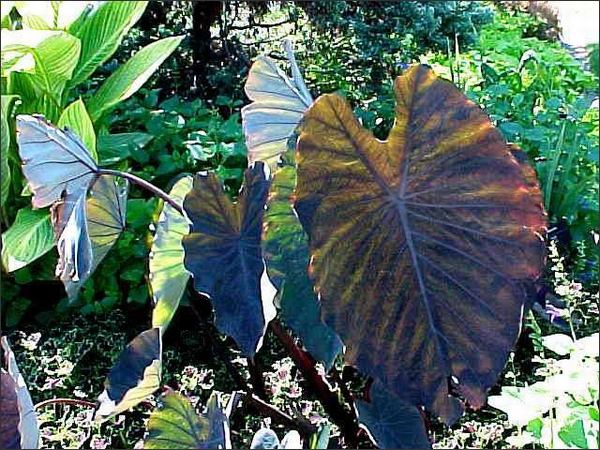 Take your garden to the tropics with Colocasia esculenta