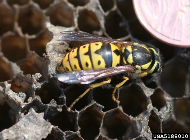 Yellow Jacket Wasp