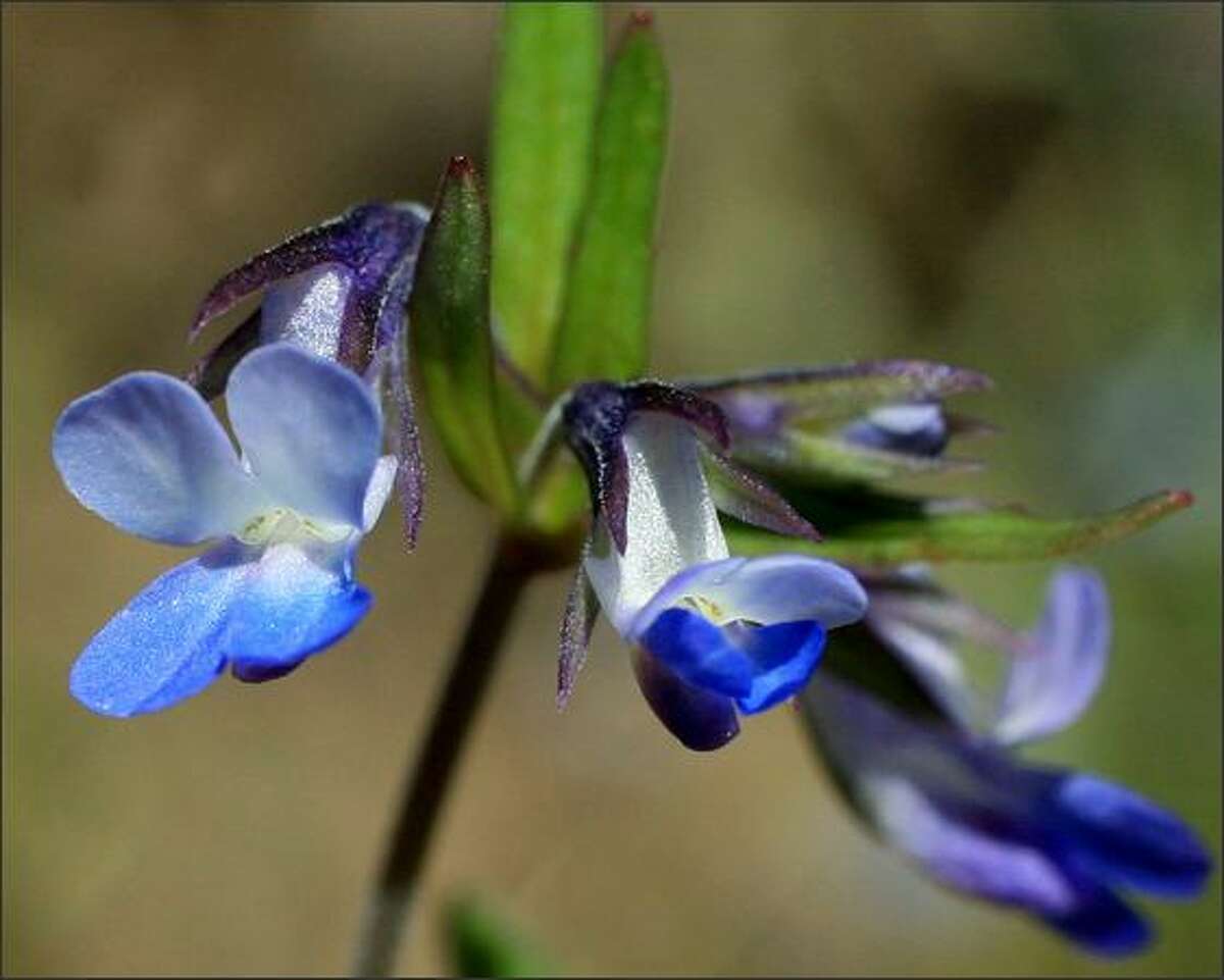 Blue-eyed Mary flowers, one of the first bloomers of the year, photographed during a hike along the Klickitat Trail near Lyle on April 1, 2007. - 800 x 600 - 1024 x 768 - 1280 x 1024