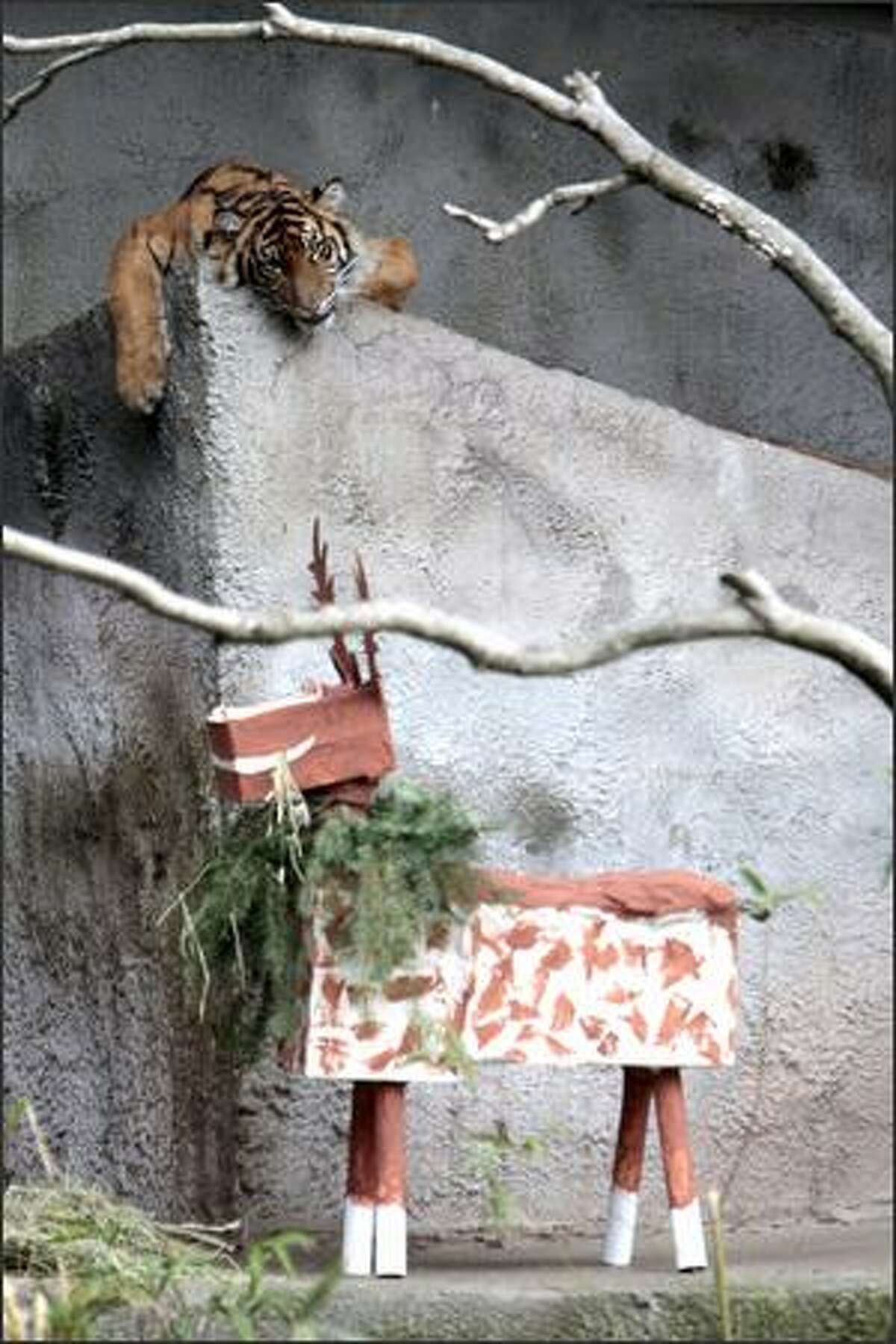 Hadiah, a Sumatran tiger, attacks a papier mache reindeer given for her first birthday at the Woodland Park Zoo.