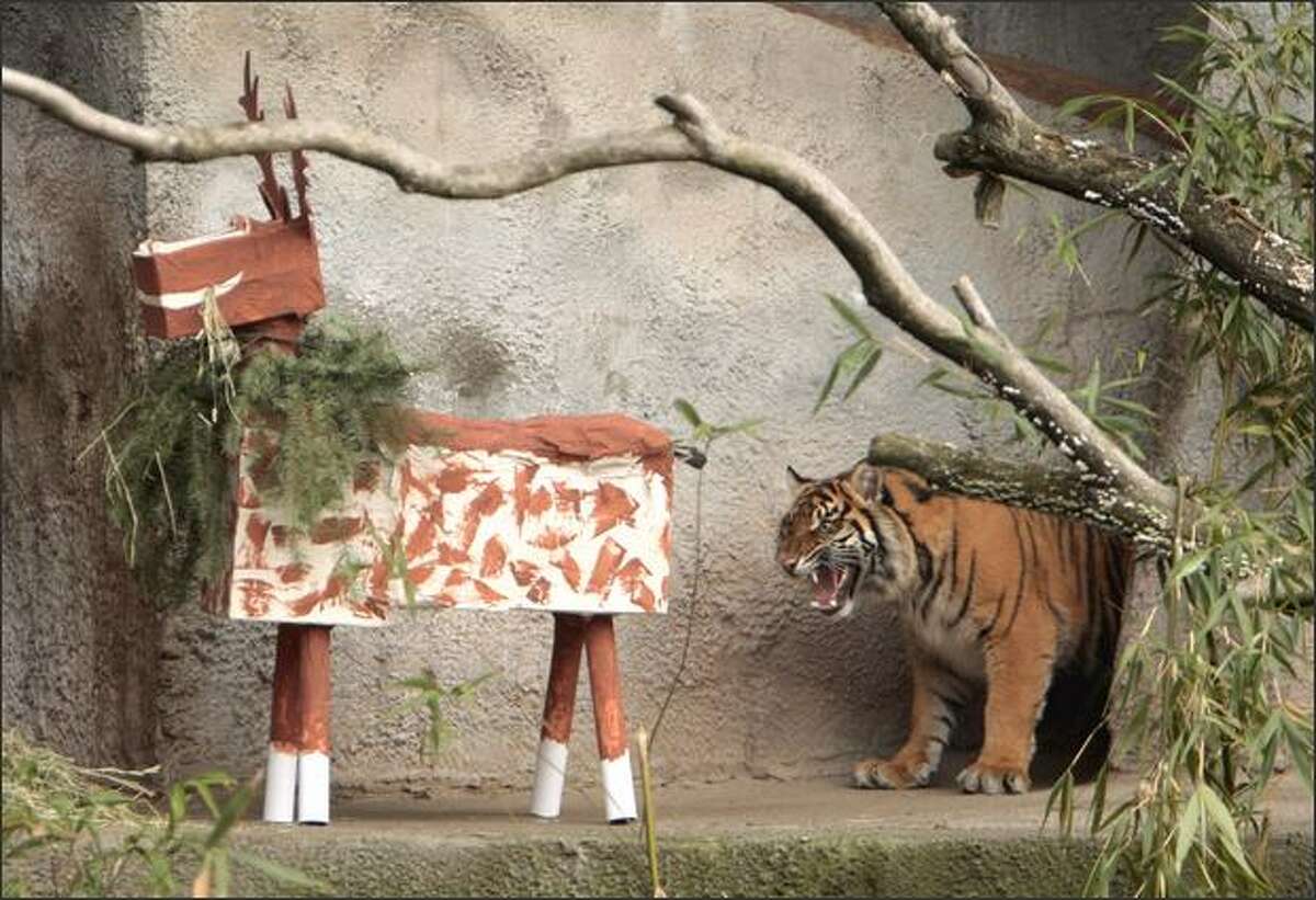 She growled at it. Hadiah, a Sumatran tiger, took longer than a half-hour to attack a papier-mache reindeer given to her Wednesday for her first birthday at the Woodland Park Zoo.