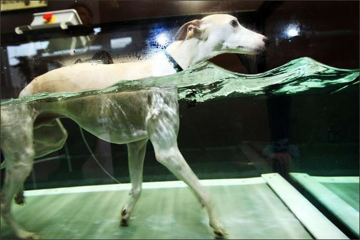 Flash, a whippet, demonstrates how the underwater treadmill works at SpawZ Doggie Daycare and Fitness Center.