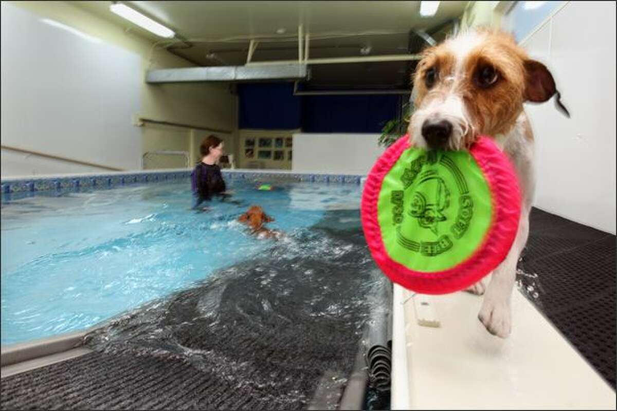 carrie's dog day care