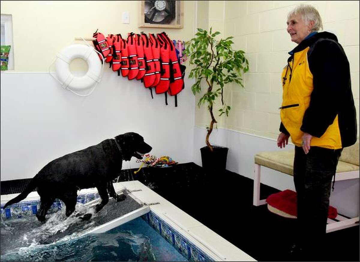 A doggy life jacket is nearby just in case any of the dogs need a little extra help, unlike Indy, an English lab, who heads back to his owner, Ann Studebaker, at SpawZ Doggie Daycare and Fitness Cneter.