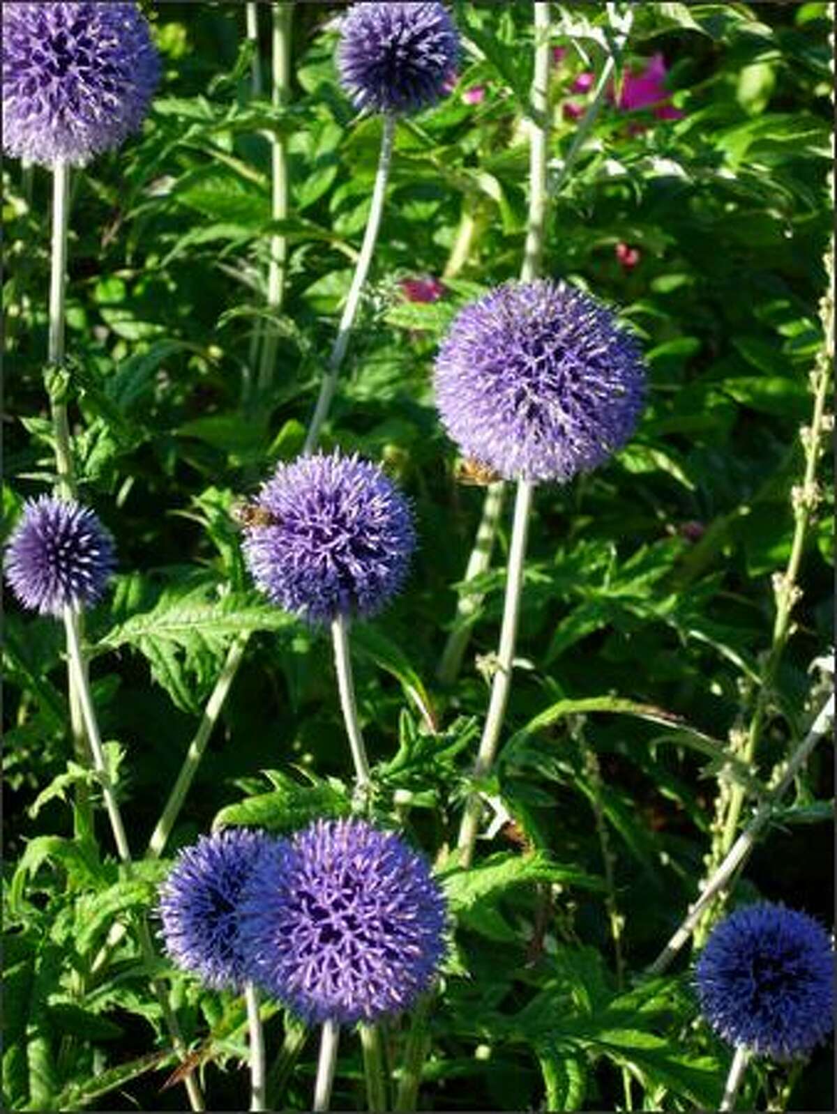 The Grounded Gardener: Dry-garden choices let beauty reign all summer