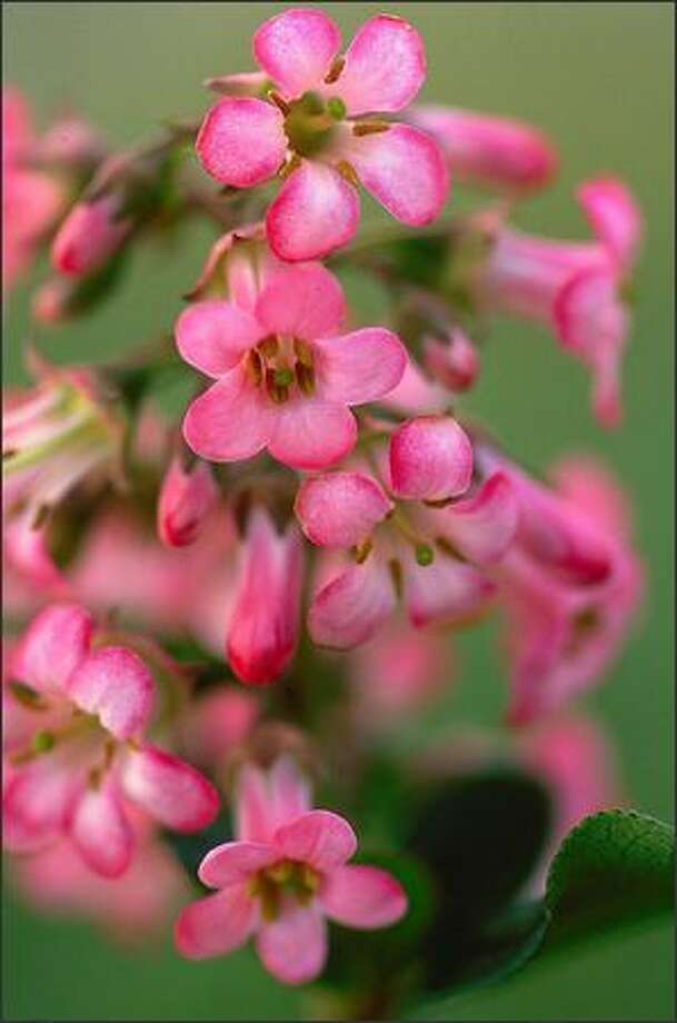 Plant Pick Escallonia x exoniensis 'Fradesii' (Pink Princess