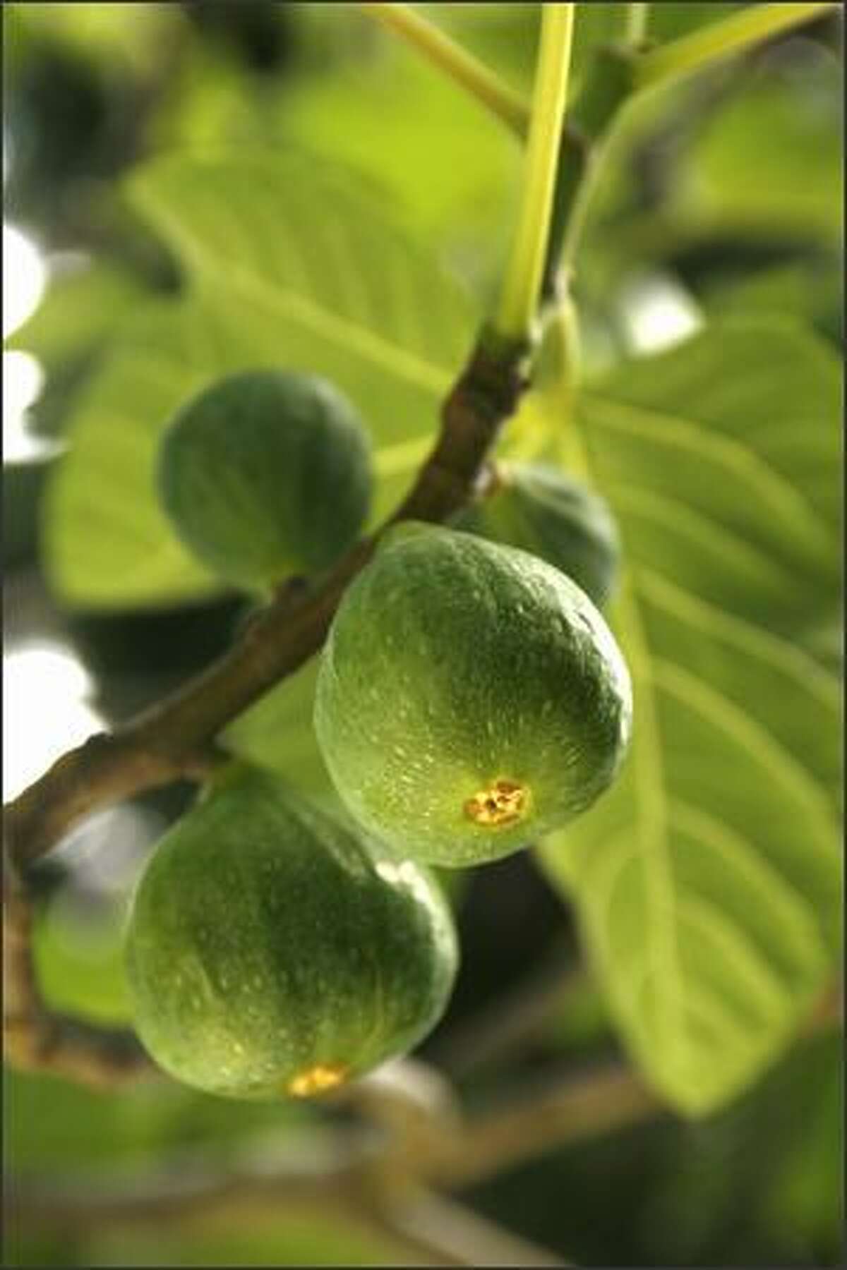 If you spot luscious, fresh figs at a farmers market, snap them up
