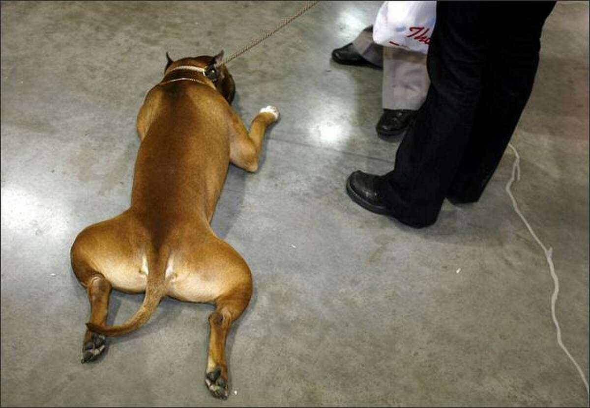 American Staffordshire terrier "Turk" cools his belly on the concrete floor as owner Nancy Halford, from Canada, talks with a friend Saturday at the Seattle Kennel Club Dog Show held at the Qwest Field Events Center. The event continues through Sunday.