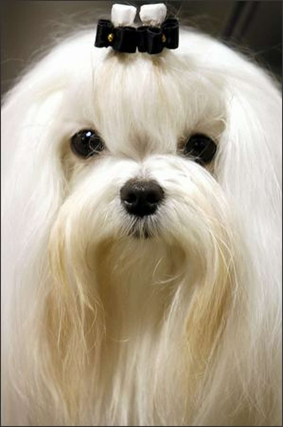 Maltese "Brittan," owned by Pam Armstrong of Federal Way, is ready for her closeup.