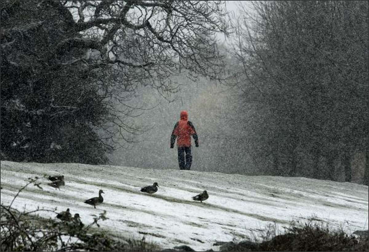 A walker endures the snow while circling Green Lake.