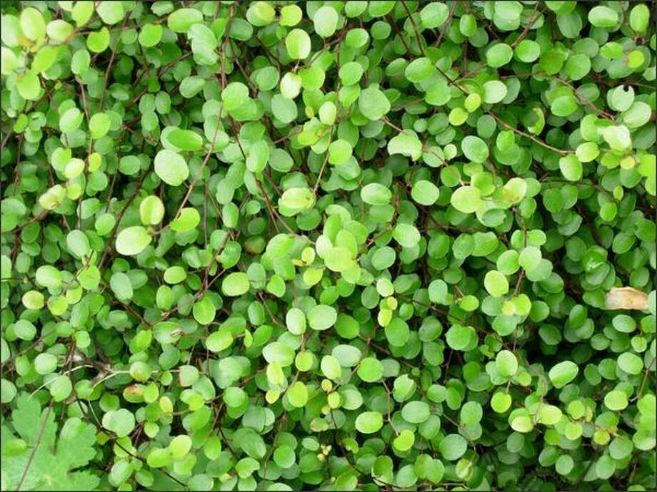 The Grounded Gardener: Ground covers can spread quickly - seattlepi.com