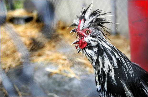 stick-your-neck-out-adopt-a-rooster