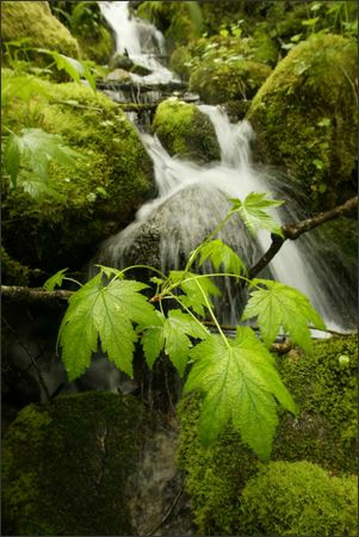 A snow melt creek flows into the Skagit River, over moss covered rocks and under wet leaves, in Washington state's North Cascades. May 18, 2008.