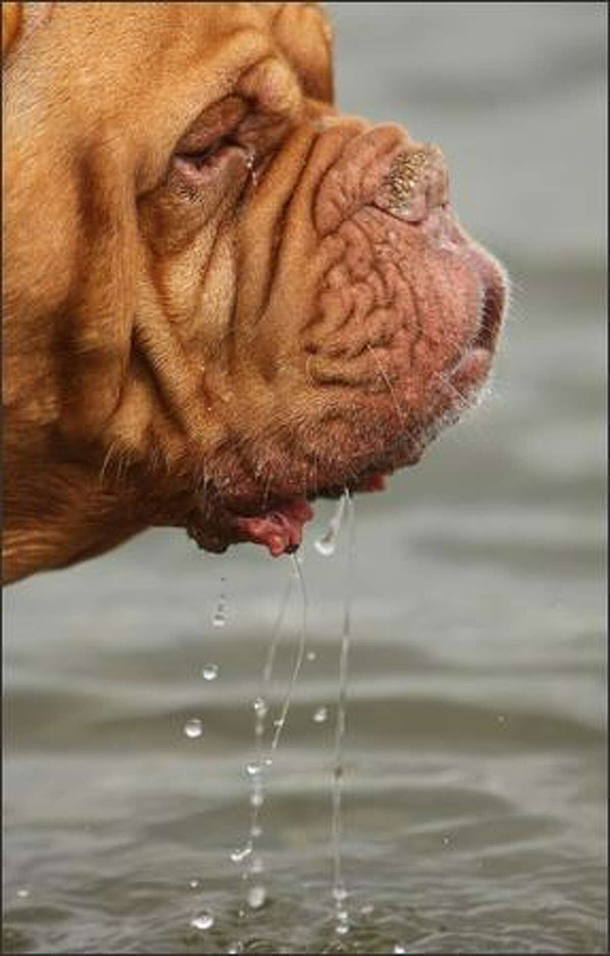 Romeo, a French Mastiff, from Lake Stevens, cools off in Lake Washington.