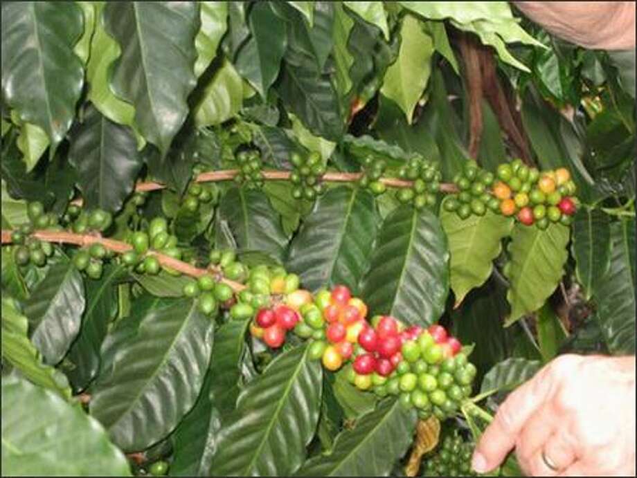Edibles Ever wonder about growing coffee?