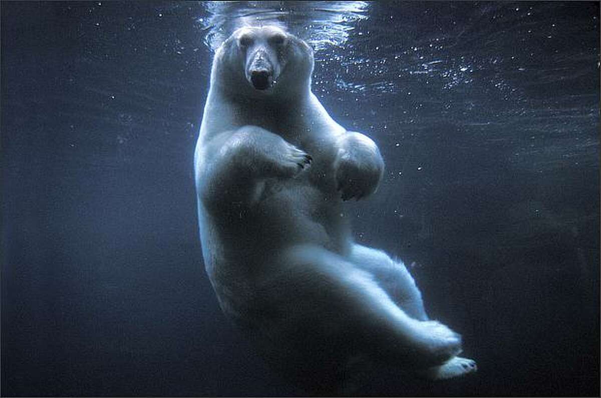 Polar bear swimming in Anchorage zoo (Anchorage, Alaska), photograph by Steven Kazlowski.