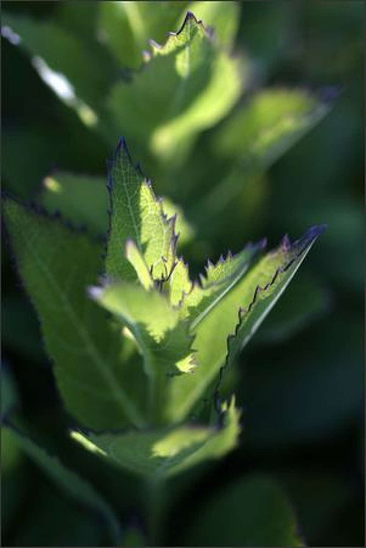 Light hits the leaves of a balloon flower plant.
