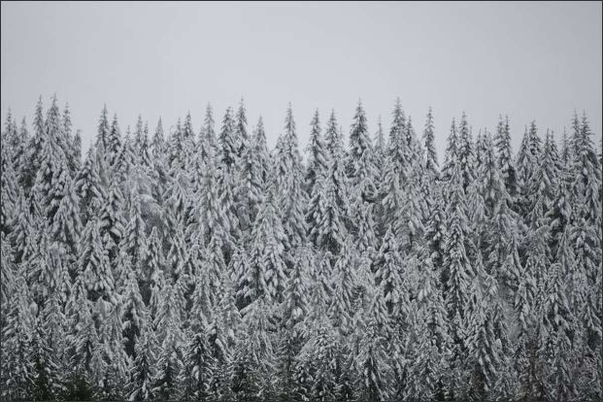 A stand of evergreens wear the white of a recent snowfall near Rattlesnake Lake.