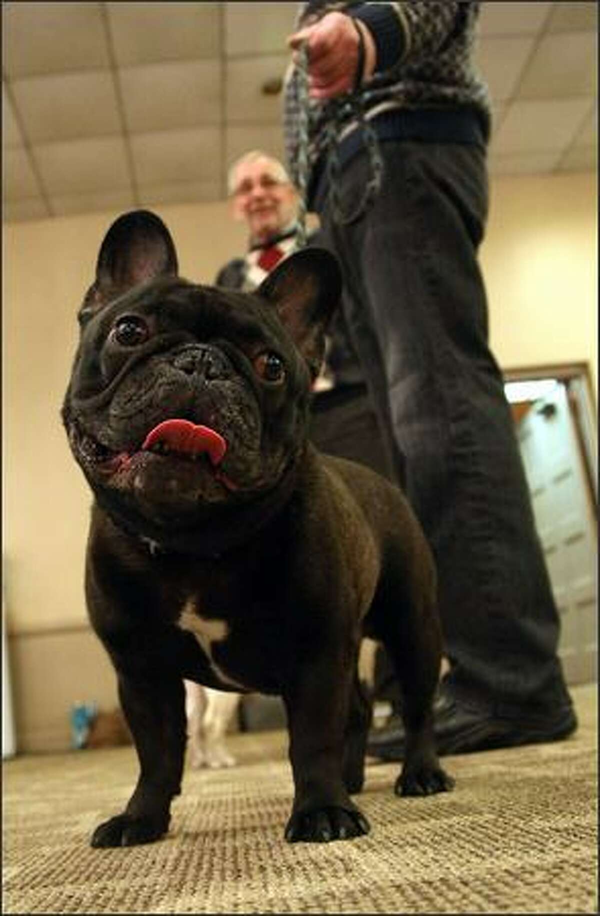 Westminster Dog Show (2009)