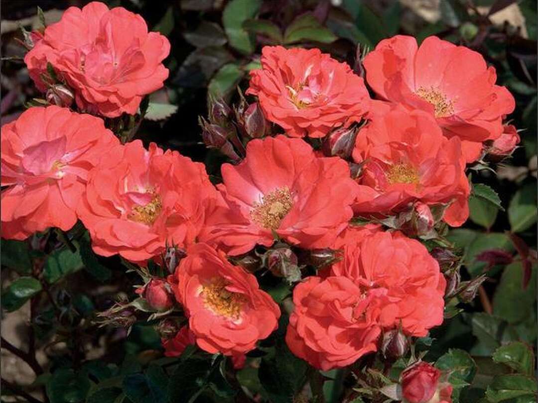 The Grounded Gardener: Drift along with easy-care roses