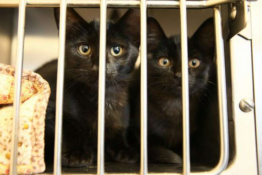 Area shelters crawling with kitties
