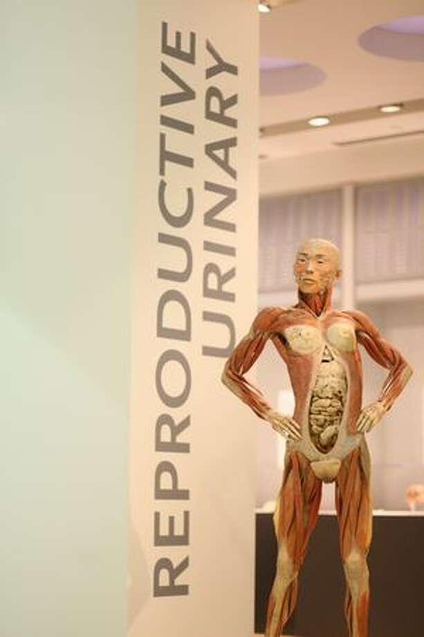 'Bodies... The Exhibition'