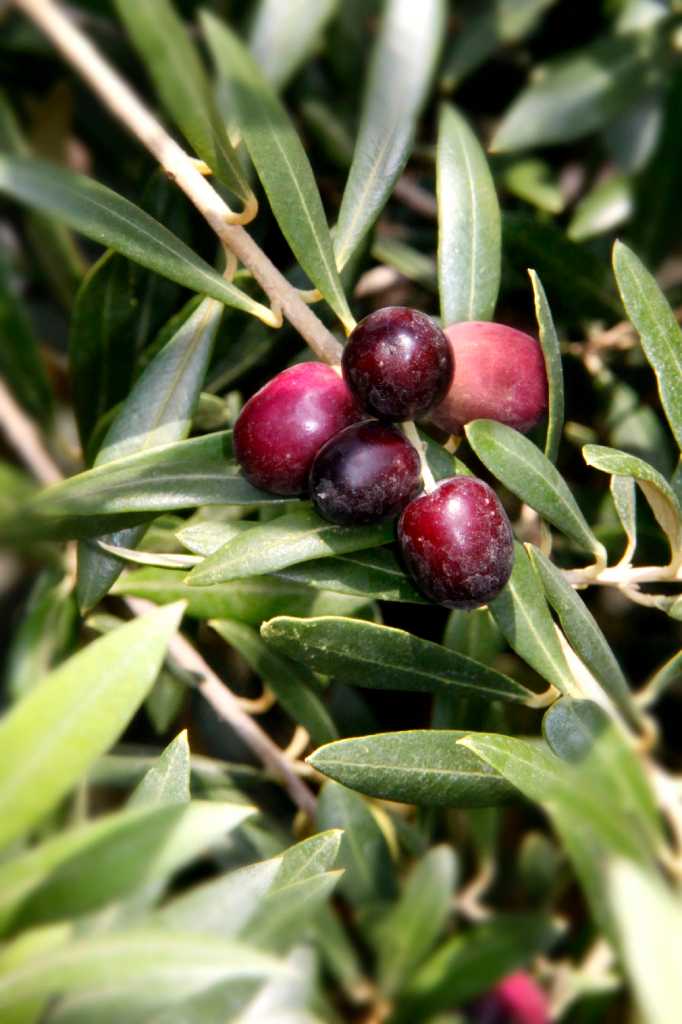 Gardening with a Mediterranean flair