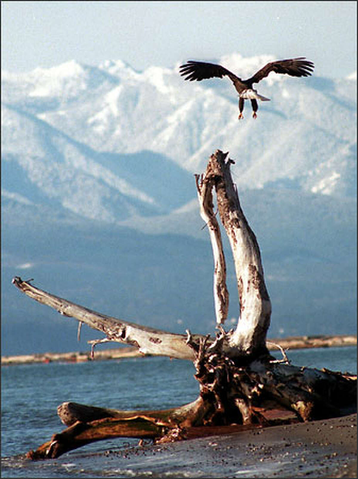 A bald eagle gets ready to land on a tree stump on the beach next to the Lighthouse at Dungeness Spit.