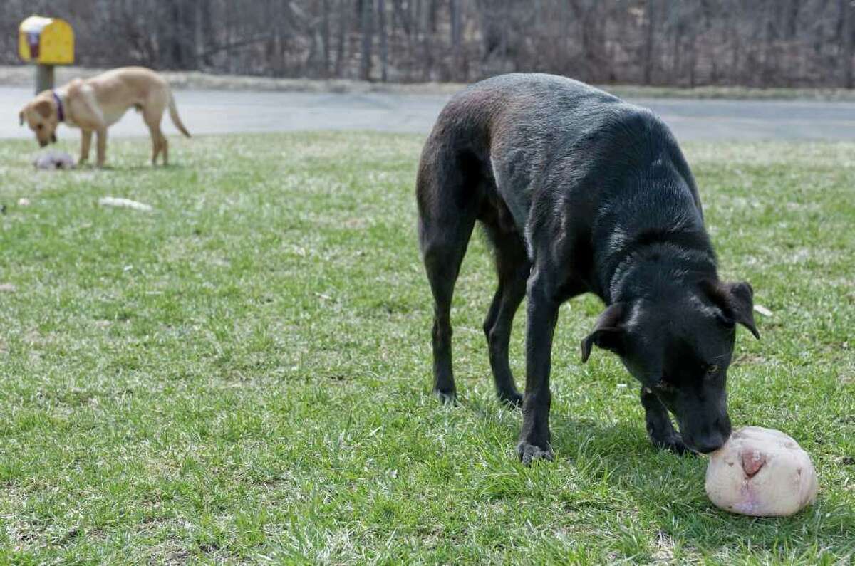 Fat pet? Consider raw meat diet