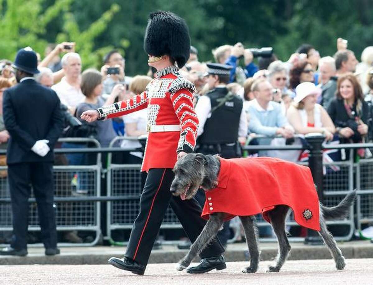 A Grenadier guard and a dog march down the Mall at Trooping The Colour in London, England. Trooping The Colour is the Queen's annual birthday parade and dates back to the time of Charles II in the 17th Century when the colours of a regiment were used as a rallying point in battle.