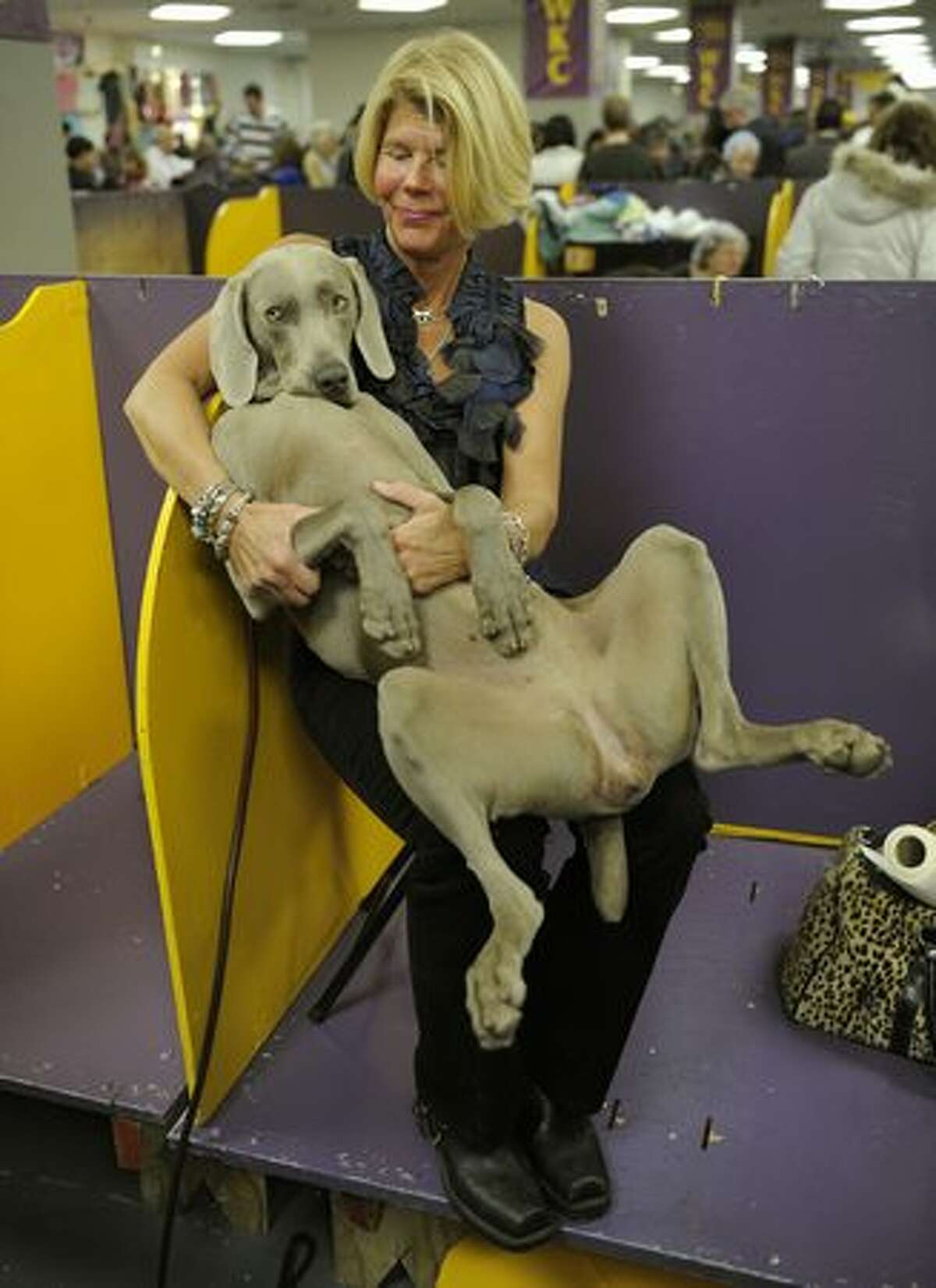 Jennifer Martin, with her Weimaraner named Sizzle, during the final day of the 134th Westminster Kennel Club Dog Show at Madison Square Garden in New York, February 16, 2010. The country's premier dog show runs for two days with the Best in Show picked tonight.