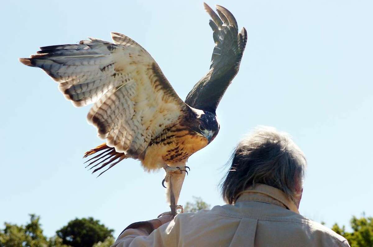 A red-tailed hawk fights for freedom from handler Bill Robinson during a demonstration at the the Audubon Greenwich's annual “Quaker Ridge Hawk Watch” Sept. 19, 2009. This scientific raptor count has been happening since 1970 as birders come out to count daily from Aug. 20 through November, the broad-winged Hawks often form ‘‘kettles’’ of several hundreds birds above the hawk watch site.