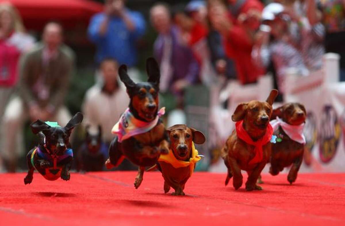 Wiener Dog Races