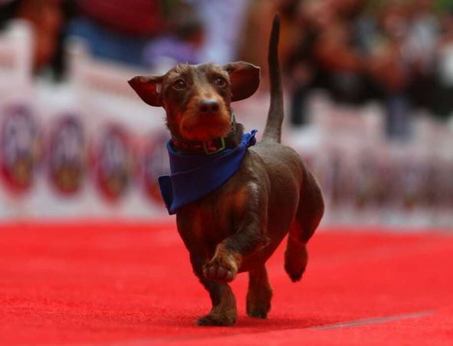 Wiener Dog Races - seattlepi.com