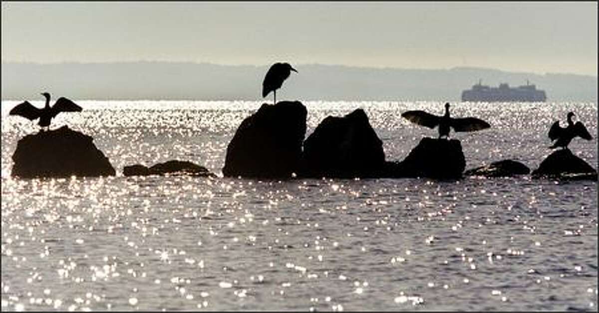 A collection of cormorants drying their wings in the sunlight are joined by a blue heron near Beach Drive close to Constellation Park Marine Reserve in West Seattle as a ferry passes by off Puget Sound.