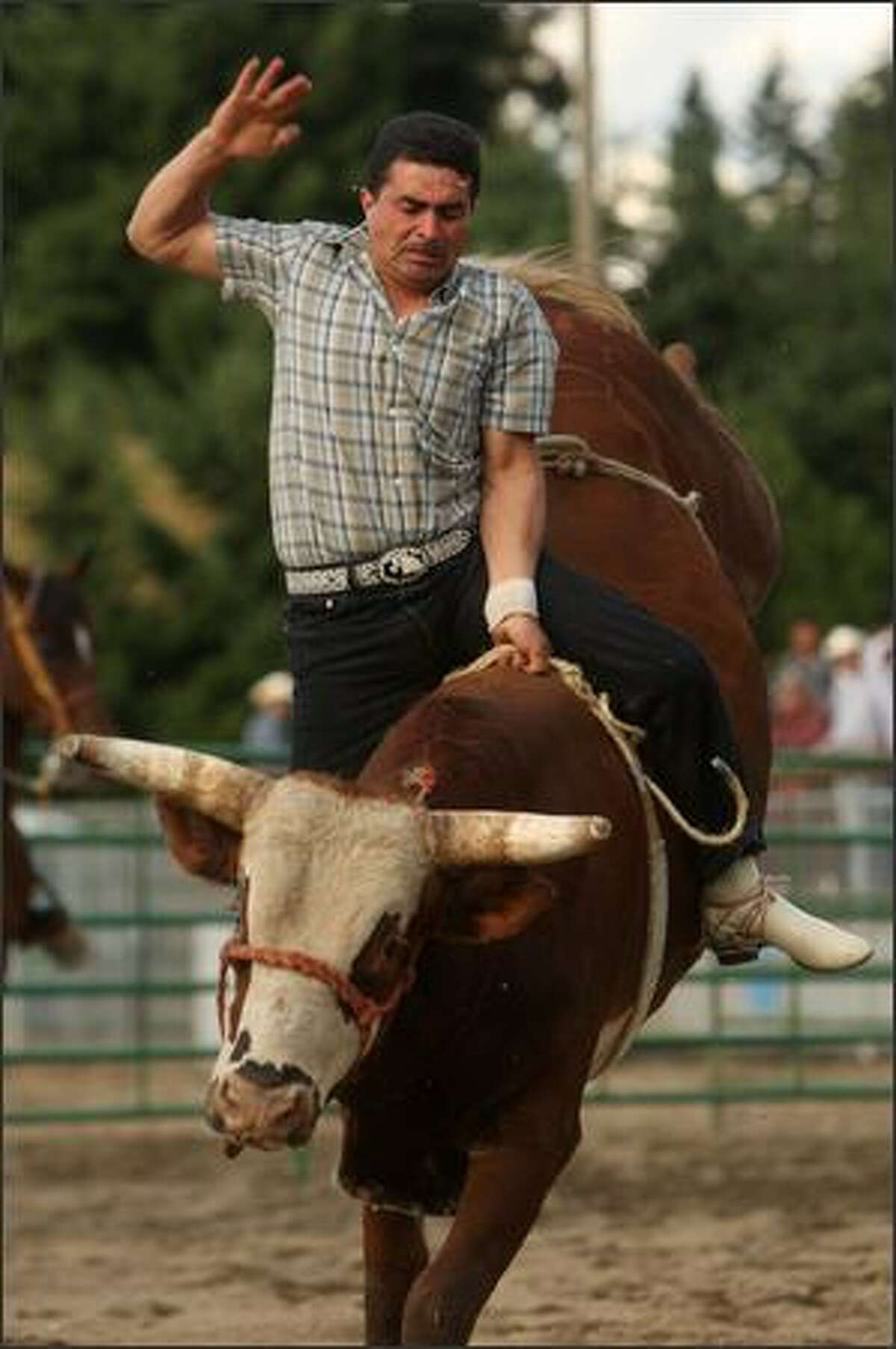 A bull rider takes his turn.