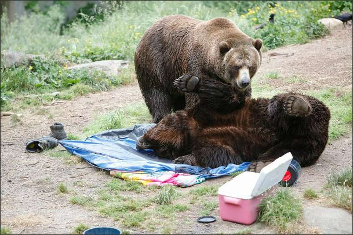 Grizzly bears destroy a campsite by rolling on top of an area sprayed with hair spray during a "non-safe" campsite demonstration Saturday as part of the Bear Affair & Big Howl for Wolves at the Woodland Park Zoo in Seattle.