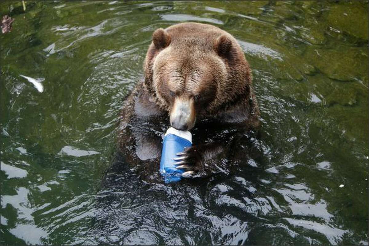 A grizzly bear bites into a beverage cooler.