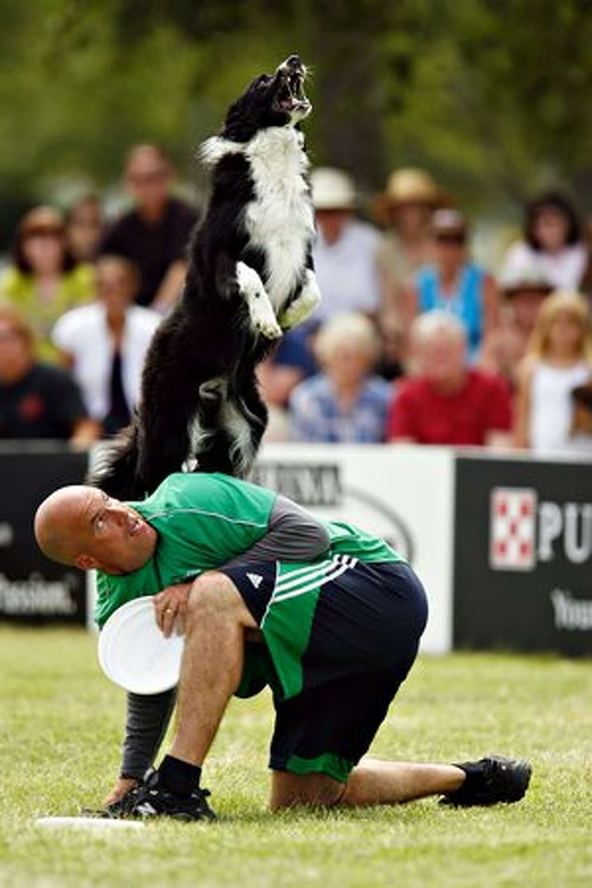Rocket, a 6-year-old Border Collie does a back vault off his owner Mark Muir of Williamson, Ga. during practice for the flying disc competition at The Purina Incredible Dog Challenge on Friday, April 16, 2010, in St. Petersburg, Fla.(AP Photo/St. Petersburg Times, Melissa Lyttle)