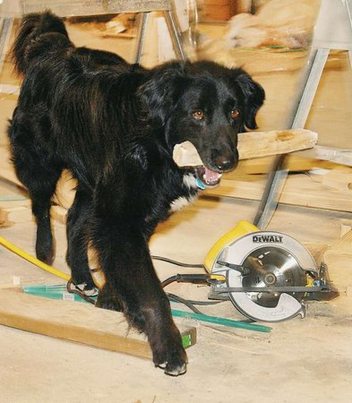 Chevy, the job site dog, is working hard Monday afternoon, April 12, 2010 keeping the Exhibit Hall work area at the fairgrounds in Miles City, Mont., free of stray sticks and piling them up in a convenient location near tools. Being an independent contract dog, Chevy is more then willing to prove his work ethic by bringing back any stick you throw. (AP Photo/Steve Allison/Miles City Star)