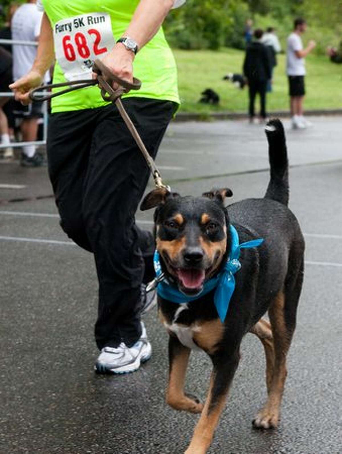A dog smiles for the camera at the Furry 5K.