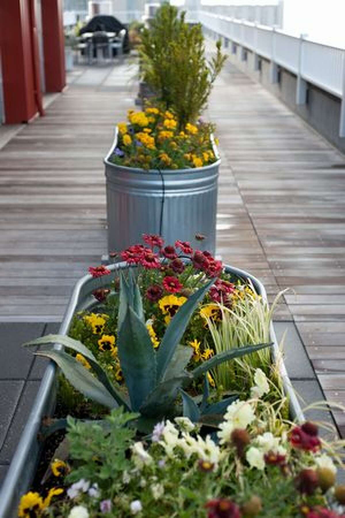 Small flowers and various plants are kept in containers on the roof.