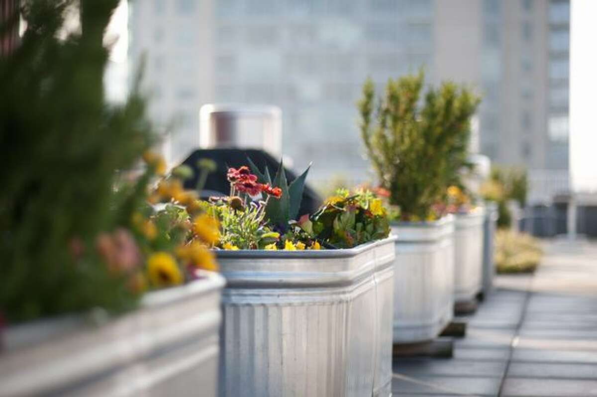 The M Street Apartments on 8th Avenue and Madison Street have a green roof on the 21st floor. Pots filled with grass and flowers are spread out over the rooftop.