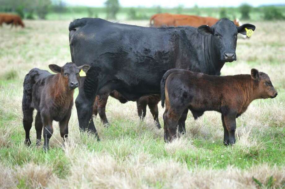 After recent auction, new calves take up residence - Beaumont Enterprise