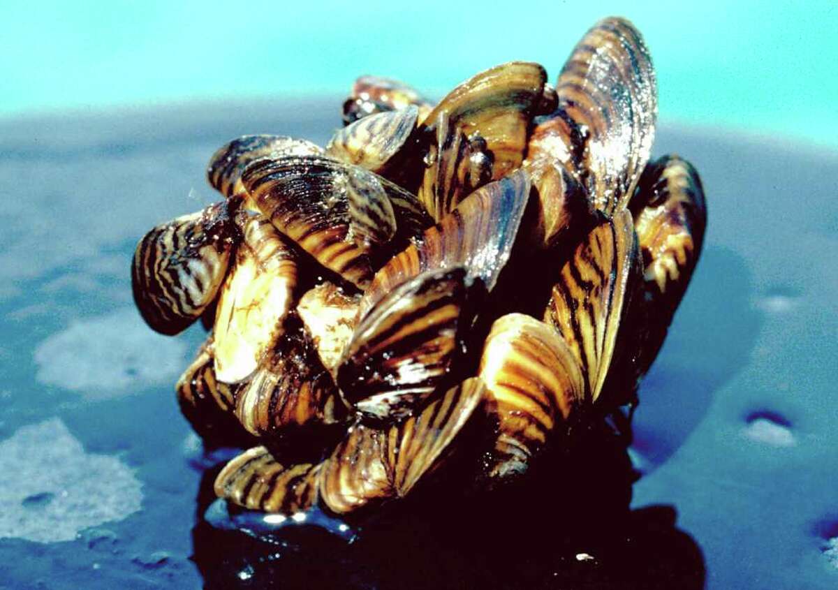 Attack of the zebra mussel campaign planned