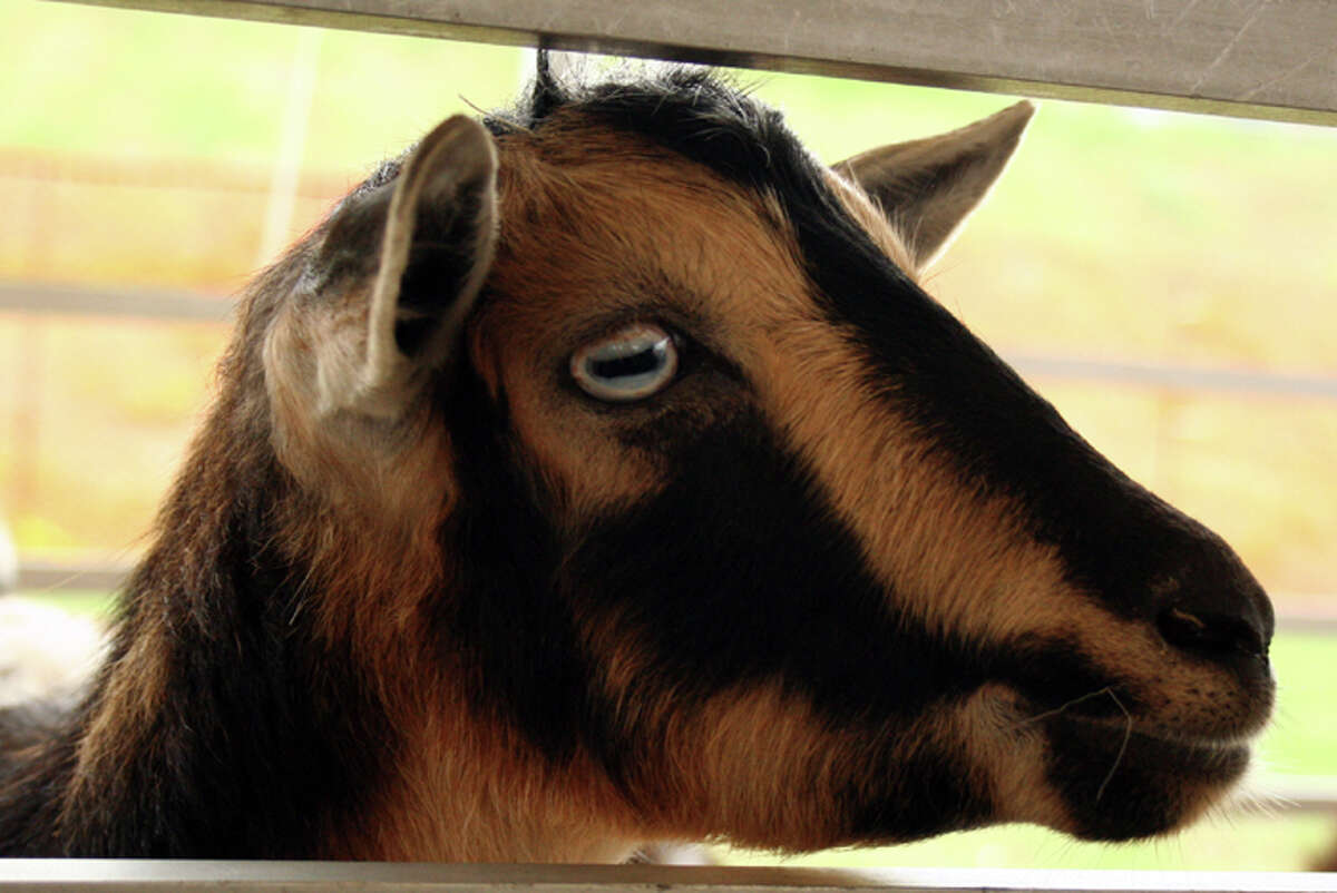 Animals at the South Texas State Fair