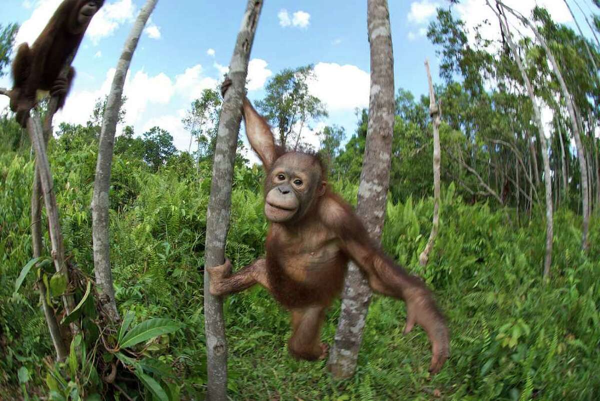 Tragic image of an orphan macaque wins wildlife photography award